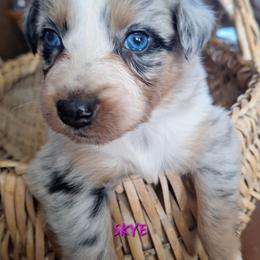 SKYE-bmf2 - Blue merle female Australian Shepherd puppy in Salem, Arkansas from Patchwork Kennels