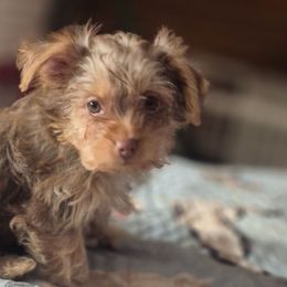 Coco - Chocolate and tan female Yorkshire Terrier puppy in Vanderbilt, Michigan from Yorkies of Northern M.I.