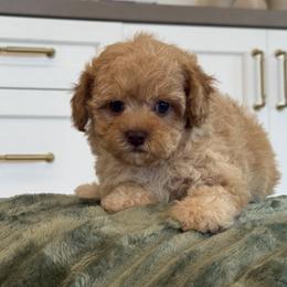 Bernedoodle, Cavapoo, Havanese, and Havapoo Puppies from Lady Paws Puppies - Cassie