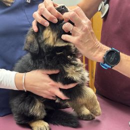 German Shepherd Puppies from Von Kingsburg Shepherds