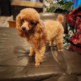 Ruby - Poodle