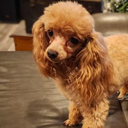 Ruby - Poodle