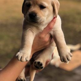 Labrador Retriever Puppies from BOI Gulf Coast Labradors