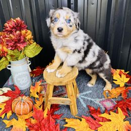 Laramie - Blue merle female Australian Shepherd puppy in Texas from Legendary Canines