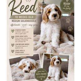 Reed - Parti male Goldendoodle puppy in Moses Lake, Washington from Macy Meadows Doodles