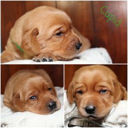 Cupid-Green girl - Yellow female Labrador Retriever puppy in Twin Falls, Idaho from Whispering White Pines Labradors