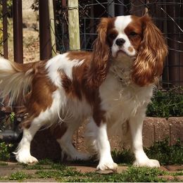 Cavalier King Charles Spaniel, Poodle, and Yorkshire Terrier Puppies from Rocky Road Kennel