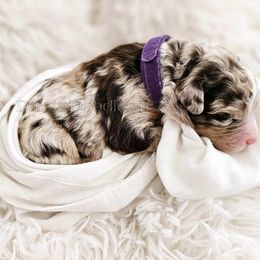 Bernedoodle Puppies from Daisy's Doodles