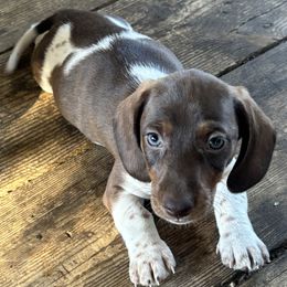 Dachshund Puppies from Rutherford Ranch Dachshunds