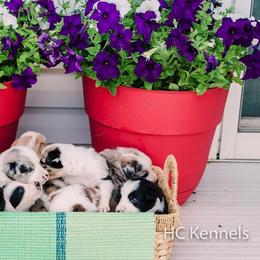 Border Collie Puppies from HC Kennels