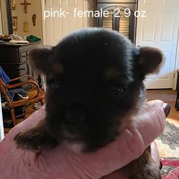 Annie - Black and tan female Yorkshire Terrier puppy in Lampasas, Texas from Lone Star Yorkies Texas