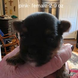 Annie - Black and tan female Yorkshire Terrier puppy in Lampasas, Texas from Lone Star Yorkies Texas