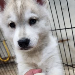Siberian Husky Puppies from Spirit of the Moon Siberians