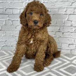 Forest - Red  male Goldendoodle puppy in Millersburg, Ohio from Ohio Puppy Paws
