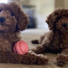 Poodles from Herringbone ‘s Poodles