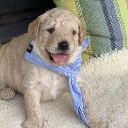 Renegade - Cream male Goldendoodle puppy in Memphis, Tennessee from Harlee Rose n Doodles