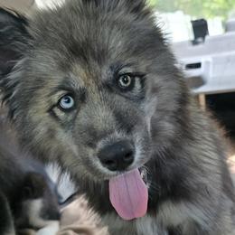 Mulch - Agouti and white male Siberian Husky puppy in Addison, Michigan from Gray Run Siberian Huskies
