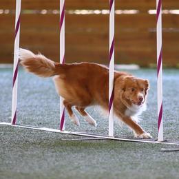 Vixen - Nova Scotia Duck Tolling Retriever