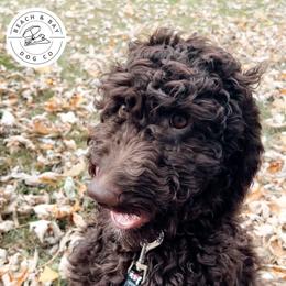 Baby Ruth - Pink Girl - Chocolate Goldendoodle puppy in Virginia from Beach and Bay Dog Co