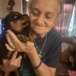 Rottweiler Puppies from Bella Bowe Champion Import Rottweilers