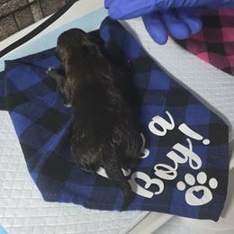 Boy 5 (Red) - Red male Shiba Inu puppy in Denver, Colorado from Diamonds In The Ruff Boston Terriers