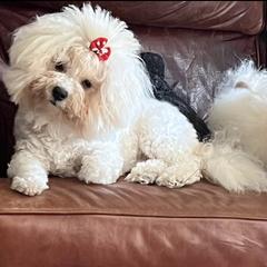 Bologneses from Candido Bolognese