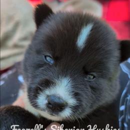 Achillia (ah-keel-e-ah) - Agouti and white female Siberian Husky puppy in Richland, Mississippi from Feazell’s Siberian Huskies