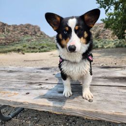 Midna - Pembroke Welsh Corgi