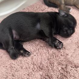 Tibetan Spaniel Puppies from Trinity Tibetan Spaniels
