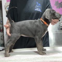 Blue F - Brindle female Mountain Cur puppy in Georgetown, Ohio from Walnut Ridge Mountain Curs