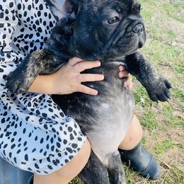 French Bulldog Puppies from Country Lace French Bulldogs