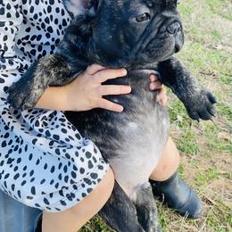 French Bulldog Puppies from Country Lace French Bulldogs