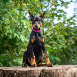 Nellie - Black and rust female Doberman Pinscher puppy in Biglerville, Pennsylvania from Saxbell Dobermans
