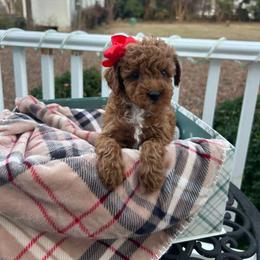 Erika - Red  female Goldendoodle puppy in Mint Hill, North Carolina from DoodleForever