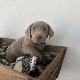 Dark blue collar - Silver male Dilute Retriever puppy in Teton County, Montana from East Front Labradors & Treasure State Schnauzers