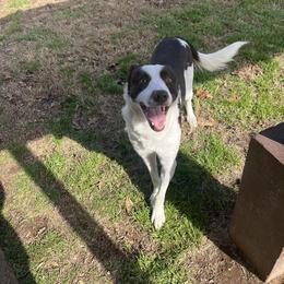 Milo - White and red male Border Collie puppy in Annona, Texas from Maddie’s Border Collies