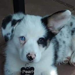 American Corgis and Pembroke Welsh Corgis from 101 Corgis