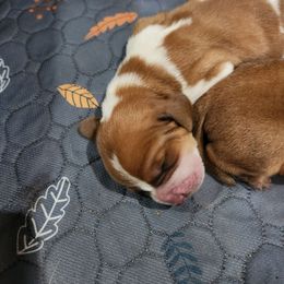 Coco - Red and white male Basset Hound puppy in Oviedo, Florida from Boss Farms