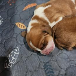 Coco - Red and white male Basset Hound puppy in Oviedo, Florida from Boss Farms