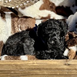 Basil - Black male Goldendoodle puppy in Yarnell, Arizona from Boulder Mountain Doodles