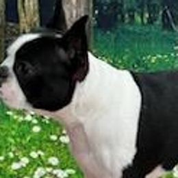 Boston Terriers from Boston Pride