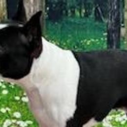 Boston Terriers from Boston Pride