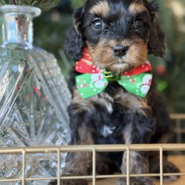 Slogger- white collar - Tri-color male Cavapoo puppy in Yuciapa, California from AlltheDoodlez_