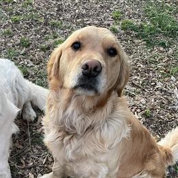Golden Retrievers from Columbia Ridge Goldens
