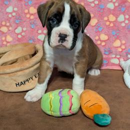 Moose - Fawn male Boxer puppy in Mount Zion, Illinois from Foulk's Boxer Puppies
