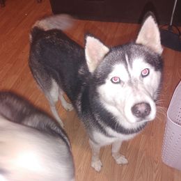 Lazarus - Siberian Husky