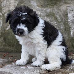 Cafe Girl - Black female Whoodle puppy in West Bend, Iowa from Blue Skies Terriers