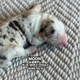 Moon - Blue merle female Australian Shepherd puppy in Bethlehem, Connecticut from Montanna Sage LLC