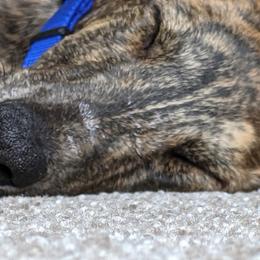 Greyhound Puppies from WINDROCK LLC