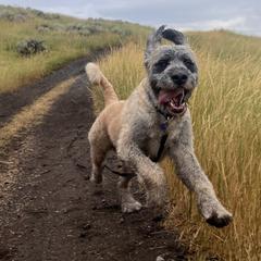 Saint Berdoodles from M&M Saint Berdoodles